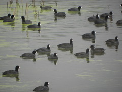 Fulica americana
