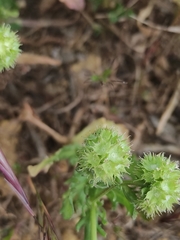 Valerianella discoidea