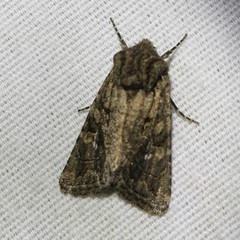 Ulolonche orbiculata