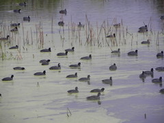 Fulica americana