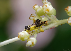 Phymata americana americana
