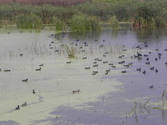 Fulica americana