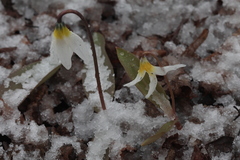 Erythronium krylovii