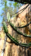 Euphorbia zoutpansbergensis