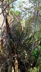 Euphorbia zoutpansbergensis