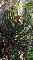 Euphorbia zoutpansbergensis