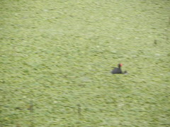Gallinula galeata