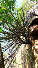 Euphorbia zoutpansbergensis