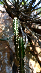 Euphorbia zoutpansbergensis