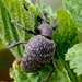 Armadillo Weevil - Photo (c) desmodus60, some rights reserved (CC BY-NC), uploaded by desmodus60