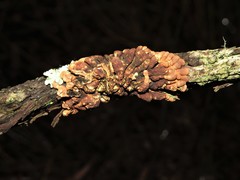 Hypocreopsis amplectens