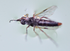 Schoutedenomyia