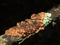 Hypocreopsis amplectens