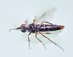 Schoutedenomyia