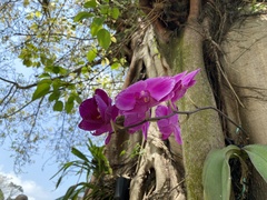 Phalaenopsis