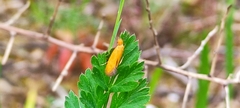 Reisserita chrysopterella