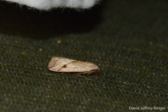 Micrathetis tecnion