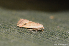 Micrathetis tecnion