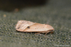 Micrathetis tecnion