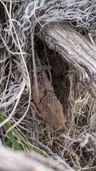 Cratypedes lateritius