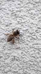 Apis mellifera