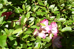 Lasiotrichius succinctus