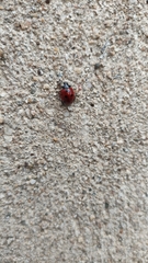 Coccinella septempunctata