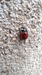 Coccinella septempunctata