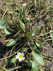 Ranunculus ophioglossifolius