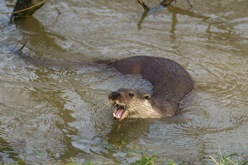 Eurasian Otter