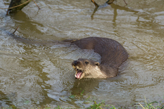 European Otter photo 2