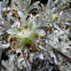 Berkheya francisci