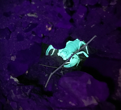 Smeringurus vachoni