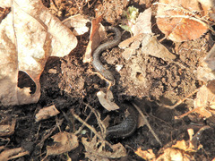Plethodon hoffmani