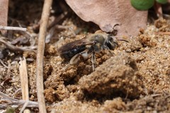 Andrena barbara