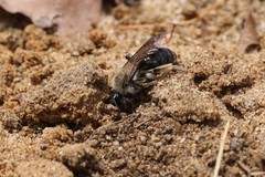 Andrena barbara