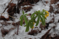 Gymnospermium altaicum
