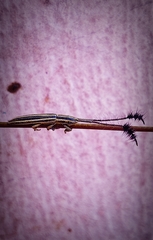 Eucomatocera vittata