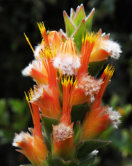 Mimetes capitulatus