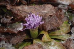 Heloniopsis orientalis