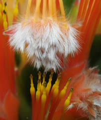 Mimetes capitulatus