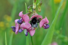 Bombus ruderarius