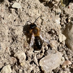 Andrena nigroaenea