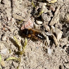 Andrena nigroaenea
