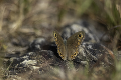 Lasiommata schakra