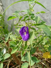 Clitoria ternatea