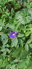 Clitoria ternatea