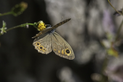 Lasiommata schakra