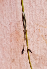 Eucomatocera vittata