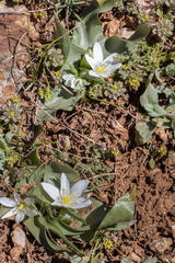 Ornithogalum lanceolatum